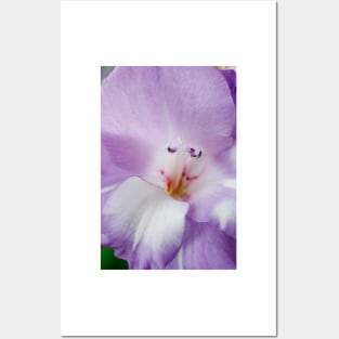 Gladiolus  'Nori' Posters and Art